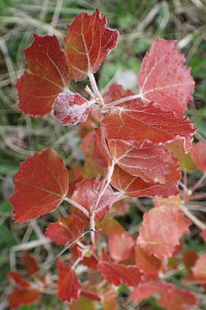 Populus tremula \ Zitter-Pappel, Espe, D Neuleiningen 15.5.2021