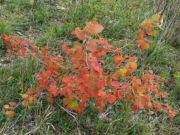 Populus tremula \ Zitter-Pappel, Espe / Aspen, D Neuleiningen 15.5.2021