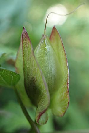 Calystegia sepium \ Echte Zaun-Winde, D Ludwigshafen 29.8.2018