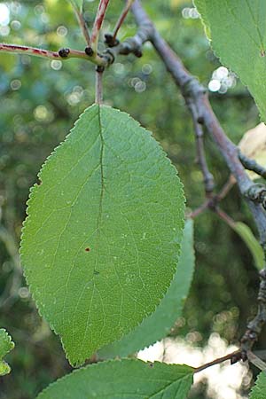 Prunus domestica subsp. domestica \ Zwetschge, Pflaume, D Soest 22.8.2022