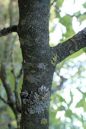 Prunus domestica subsp. domestica / Plum, D Soest 22.8.2022