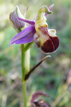 Ophrys apifera var. bicolor \ Zweifarbige Bienen-Ragwurz / Two-Colored Bee Orchid, D  Hesselberg 19.6.2014 