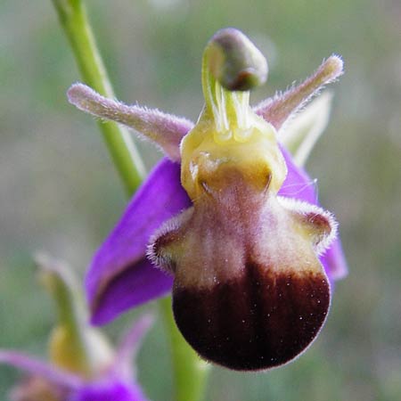 Ophrys apifera var. bicolor \ Zweifarbige Bienen-Ragwurz / Two-Colored Bee Orchid, D  Hesselberg 19.6.2014 