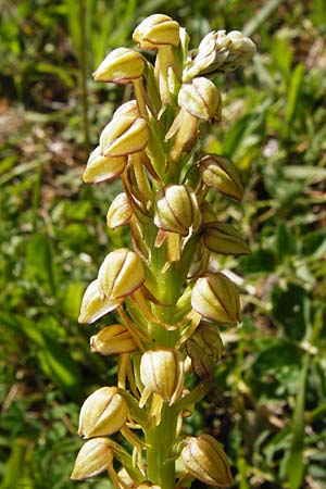 Aceras anthropophorum \ Ohnsporn, Puppenorchis / Man Orchid, D  Hemsbach 18.5.2015 