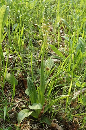 Aceras anthropophorum \ Ohnsporn, Puppenorchis / Man Orchid, D  Oberlaudenbach 12.5.2018 