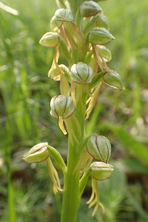 Aceras anthropophorum \ Ohnsporn, Puppenorchis / Man Orchid, D  Oberlaudenbach 12.5.2018 