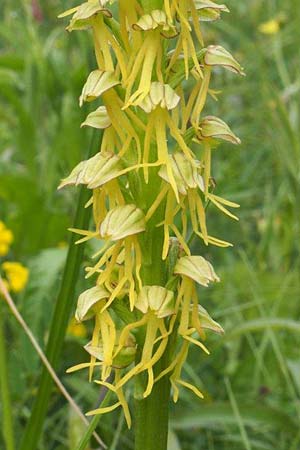 Aceras anthropophorum \ Ohnsporn, Puppenorchis / Man Orchid, D  Freiburg 15.5.2016 (Photo: Uwe Reinbold)