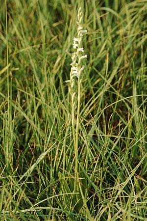 Spiranthes aestivalis \ Sommer-Drehwurz / Summer Lady's-Tresses, D  Allgäu 25.7.2004 