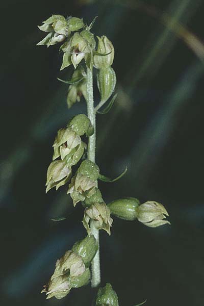 Epipactis albensis \ Elbe-Ständelwurz, D  Brandenburg 26.8.1995 