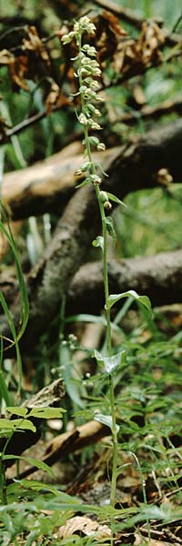 Epipactis albensis \ Elbe-Ständelwurz, D  Brandenburg 26.8.1995 