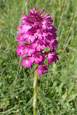 Anacamptis pyramidalis \ Pyramidenorchis, Hundswurz / Pyramidal Orchid, D  Neuleiningen 15.6.2016 