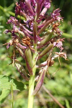 Anacamptis pyramidalis \ Pyramidenorchis, Hundswurz / Pyramidal Orchid, D  Weinheim an der Bergstraße 19.6.2017 