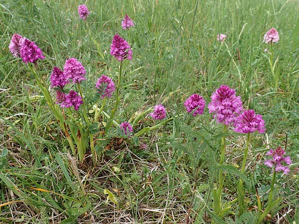 Anacamptis pyramidalis \ Pyramidenorchis, Hundswurz, D  Iffezheim 22.5.2020 