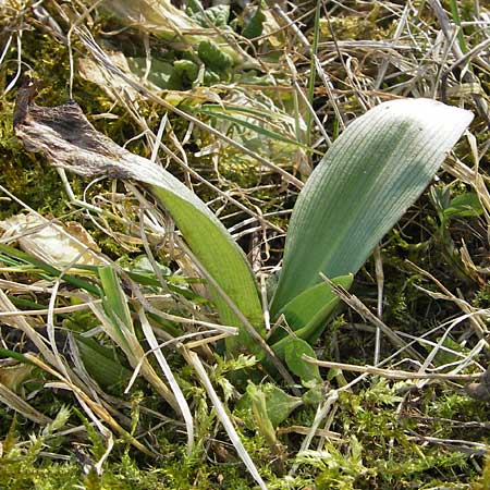 Ophrys apifera / Bee Orchid (Rosette), D  Pforzheim 18.3.2006 