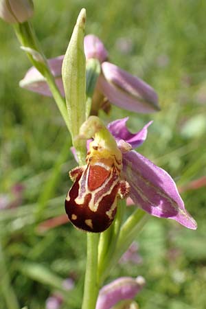 Ophrys apifera \ Bienen-Ragwurz / Bee Orchid, D  Neuleiningen 15.6.2016 