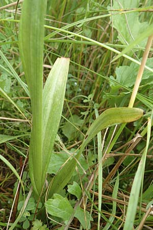 Anacamptis pyramidalis \ Pyramidenorchis, Hundswurz, D  Weinheim an der Bergstraße 19.6.2016 