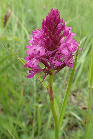 Anacamptis pyramidalis / Pyramidal Orchid, D  Offenburg 22.5.2020 