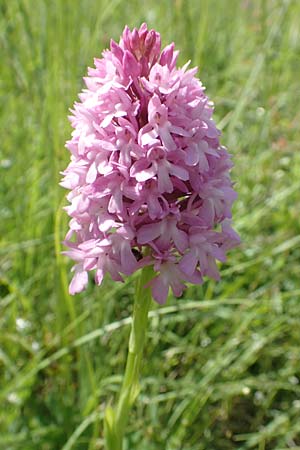 Anacamptis pyramidalis / Pyramidal Orchid, D  Bruchsal 27.5.2020 