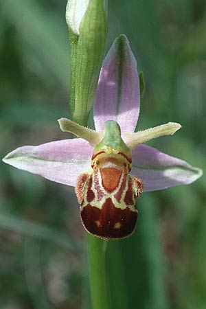 Ophrys apifera var. aurita / Bee Orchid, D  Saarland Badstube 6.6.1998 