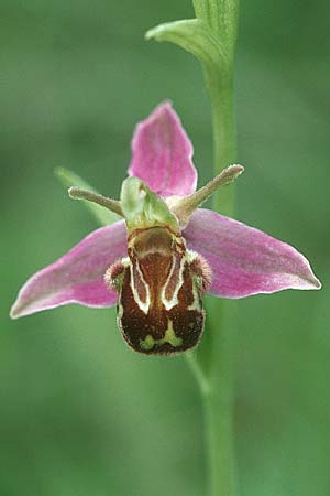 Ophrys apifera var. aurita / Bee Orchid, D  Deggingen 4.7.2004 