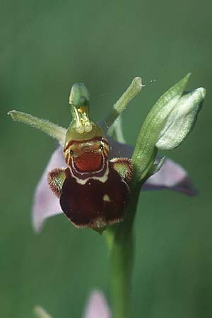 Ophrys apifera var. aurita / Bee Orchid, D  Kehl 18.6.2005 