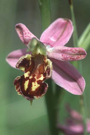 Ophrys apifera var. curviflora \ Gebogen-Lippige Bienen-Ragwurz / Curved-Flower Bee Orchid, D  Saarland Badstube 4.6.2005 