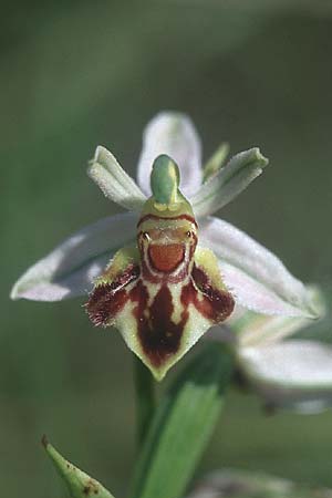 Ophrys apifera var. saraepontana \ Saarbrücker Bienen-Ragwurz / Saarbruecken Bee Orchid, D  Kehl 18.6.2005 