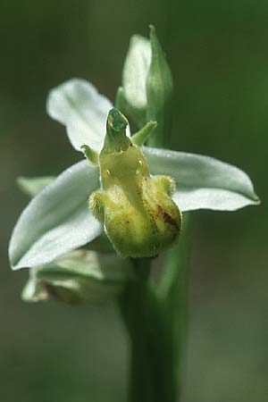 Ophrys apifera forma chlorantha \ Bienen-Ragwurz ('Kornberg'), D  Gruibingen 30.6.2004 