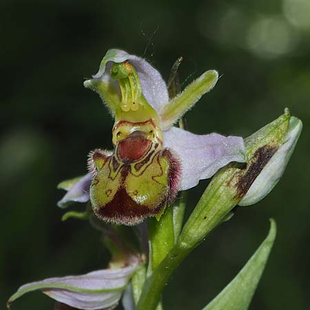 Ophrys apifera var. cambrensis / Welsh Bee Orchid, D  Kaiserstuhl Liliental 7.6.2022 (Photo: Uwe Reinbold)