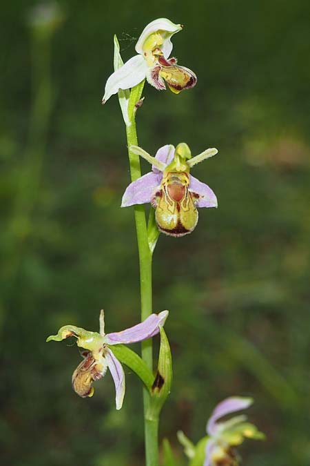 Ophrys apifera var. cambrensis / Welsh Bee Orchid, D  Kaiserstuhl Liliental 7.6.2022 (Photo: Uwe Reinbold)