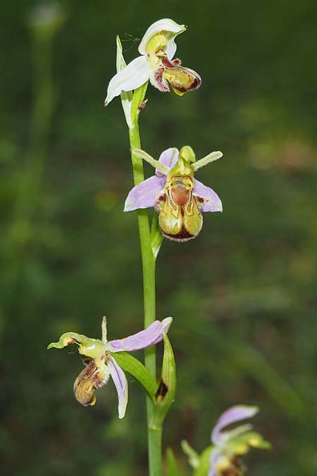 Ophrys apifera var. cambrensis \ Walisische Bienen-Ragwurz / Welsh Bee Orchid, D  Kaiserstuhl Liliental 7.6.2022 (Photo: Uwe Reinbold)