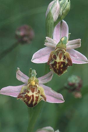 Ophrys apifera var. botteronii \ Freiburger Bienen-Ragwurz / Freiburg Bee Orchid, D  Nord-/Northern Eifel 10.6.2000 