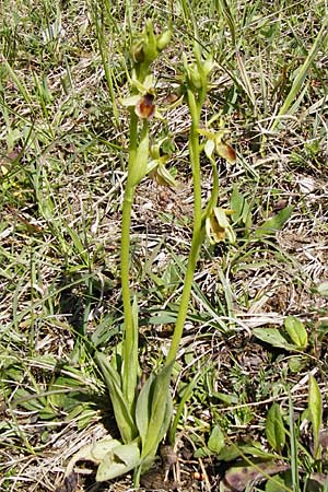 Ophrys araneola / Small Spider Orchid, D  Bad Ditzenbach 4.5.2014 
