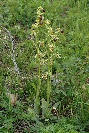 Ophrys araneola / Small Spider Orchid, D  Werbach 20.5.2017 