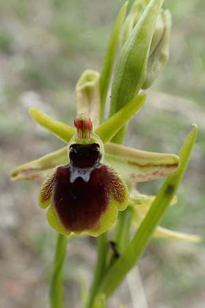 Ophrys araneola \ Kleine Spinnen-Ragwurz / Small Spider Orchid, D  Bad Ditzenbach 3.5.2019 