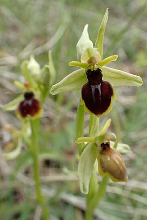 Ophrys araneola \ Kleine Spinnen-Ragwurz / Small Spider Orchid, D  Bad Ditzenbach 3.5.2019 