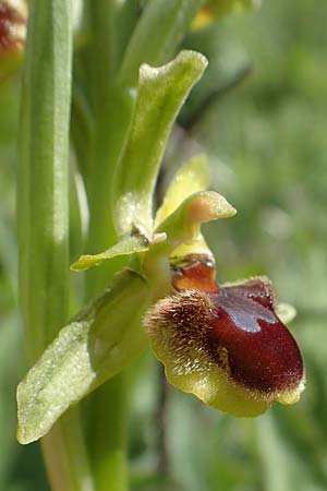 Ophrys araneola \ Kleine Spinnen-Ragwurz / Small Spider Orchid, D  Königheim 3.5.2021 