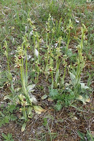 Ophrys araneola \ Kleine Spinnen-Ragwurz / Small Spider Orchid, D  Königheim 3.5.2021 