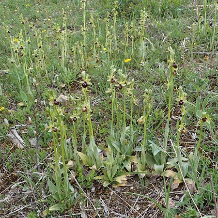 Ophrys araneola / Small Spider Orchid, D  Königheim 3.5.2021 