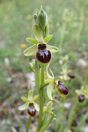 Ophrys araneola \ Kleine Spinnen-Ragwurz, D  Königheim 3.5.2021 