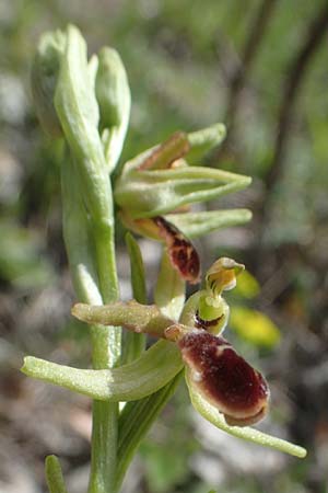 Ophrys araneola deformation \ Kleine Spinnen-Ragwurz (Gendefekt), D  Königheim 3.5.2021 