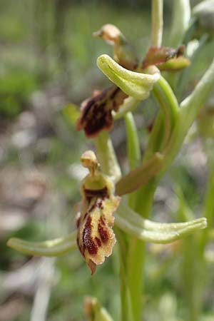 Ophrys araneola deformation \ Kleine Spinnen-Ragwurz (Gendefekt), D  Königheim 3.5.2021 