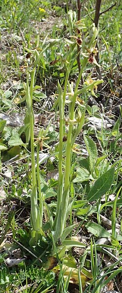 Ophrys araneola deformation / Small Spider Orchid (genetic defect), D  Königheim 3.5.2021 