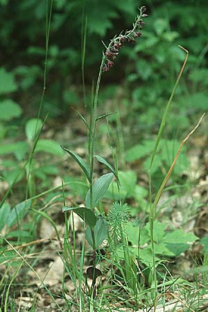 Epipactis atrorubens / Dark-red Helleborine, D  Mannheim 27.6.2004 