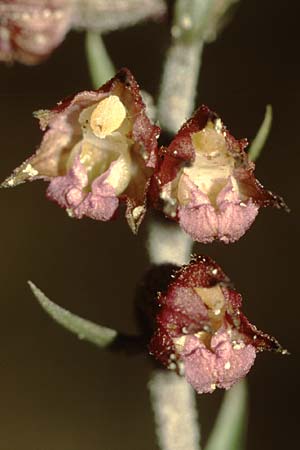 Epipactis atrorubens / Dark-red Helleborine, D  Mannheim 8.7.2004 