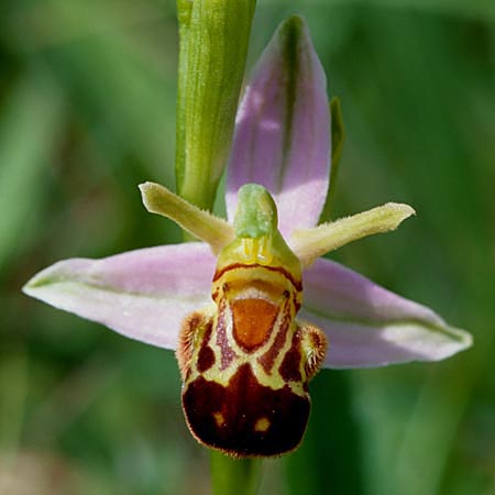 Ophrys apifera var. aurita / Bee Orchid, D  Saarland Badstube 6.6.1998 