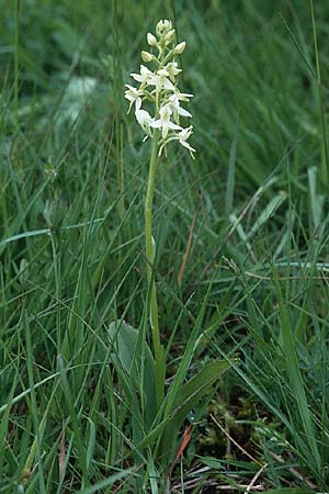 Platanthera bifolia subsp. bifolia \ Zweiblättrige Waldhyazinthe, Weiße Waldhyazinthe / Lesser Butterfly Orchid, D  Nord-Eifel,Krekeler Heide 10.6.2000 