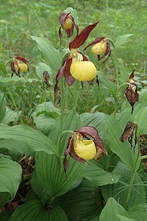 Cypripedium calceolus / Lady's Slipper, Ladyslipper, D  Königheim 29.5.2019 