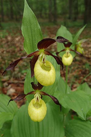 Cypripedium calceolus \ Gelber Frauenschuh / Lady's Slipper, Ladyslipper, D  Königheim 29.5.2019 