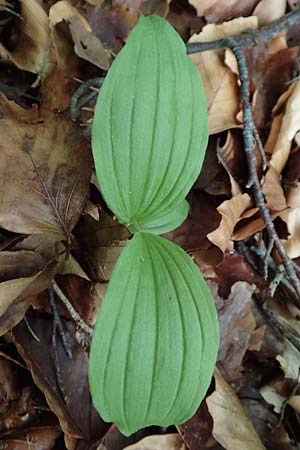 Cypripedium calceolus \ Gelber Frauenschuh / Lady's Slipper, Ladyslipper, D  Königheim 29.5.2019 